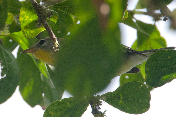Northern Parula (Parula americana) juvenile