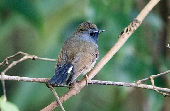 Rufous-gorgeted flycatcher (Ficedula strophiata)