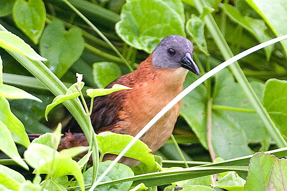 Ruddy Crake (Laterallus ruber)