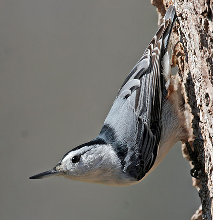 White-breasted Nuthatch (Sitta carolinensis)