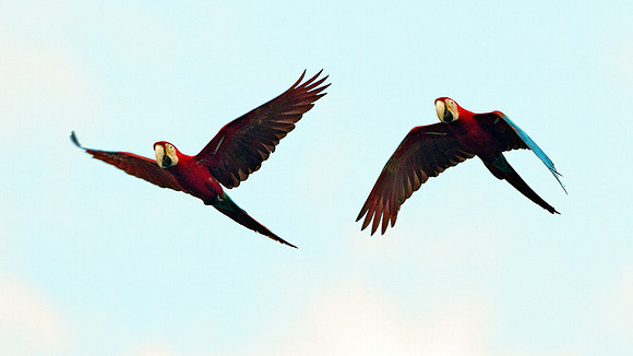 Red-and-green Macaw (Ara chloropterus)