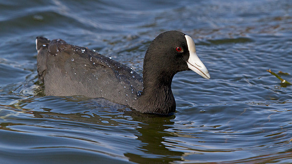Hawaiian Coot (Fulica alai)