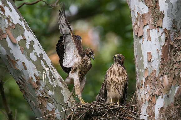 Red-shouldered Hawk (Buteo lineatus) juvenile