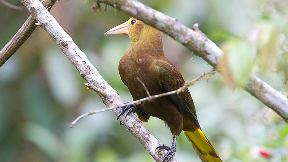 Russet-backed Oropendola (Psarocolius angustifrons)