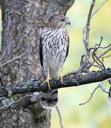 Cooper’s Hawk (Accipiter cooperii) Juv