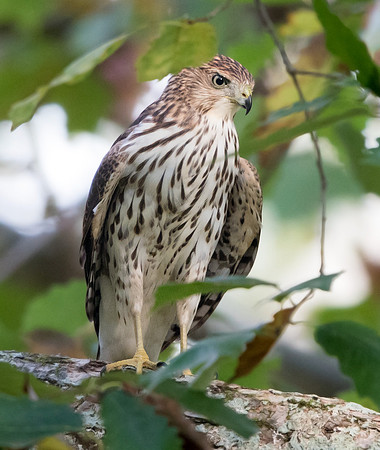 Cooper’s Hawk (Accipiter cooperii) Juv