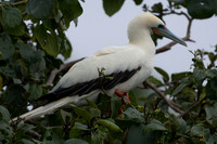 Red-footed Booby (Sula sula)