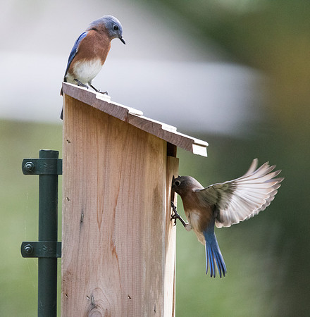 Eastern bluebird (Sialia sialis)
