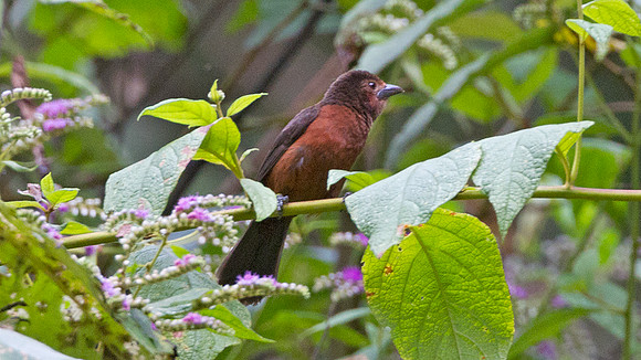 Silver-beaked Tanager (Ramphocelus carbo) - female