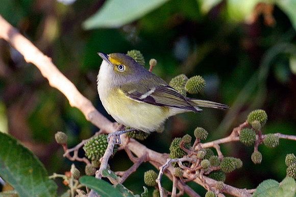 White-eyed Vireo (Vireo griseus)