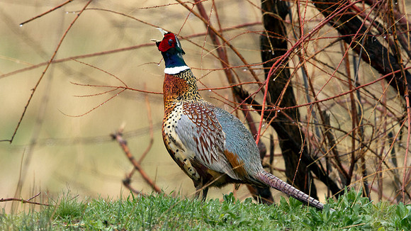 Common Pheasant (Phasianus colchicus); Male