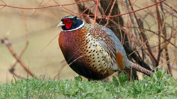 Common Pheasant (Phasianus colchicus); Male