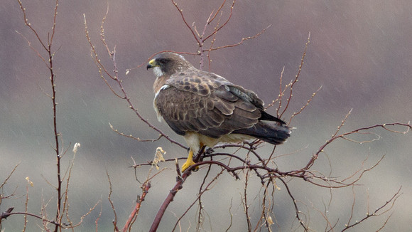Merlin (Falco columbarius)