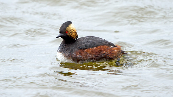 Eared Grebe (Podiceps nigricollis)