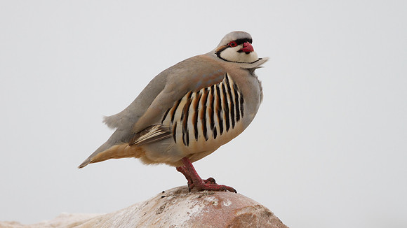Chukar Partridge (Alectoris chukar)