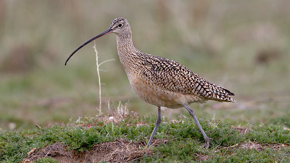 Long-billed Curlew (Numenius americanus)