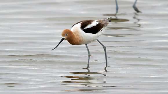 American Avocet (Recurvirostra americana)