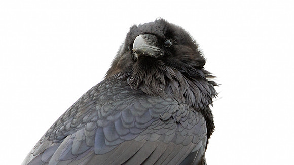 Common Raven (Corvus corax)