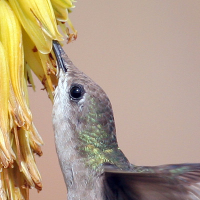 Ruby-topaz Hummingbird (Chrysolampis mosquitus) female