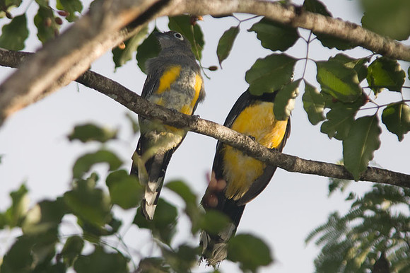 Black-headed Trogon (Trogon melanocephalus)