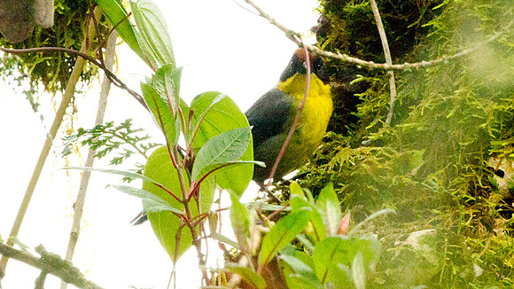 Rufous-naped Brush Finch (Atlapetes latinuchus)