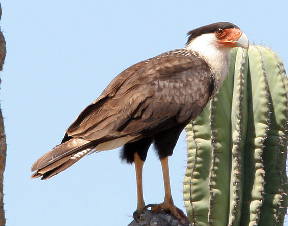 Northern Crested Caracara (Caracara cheriway)