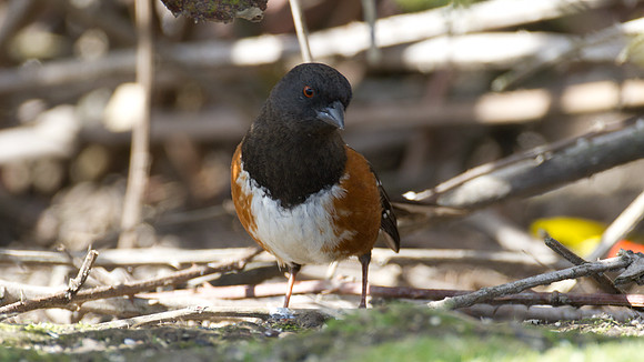 Spotted Towhee (Pipilo maculatus)