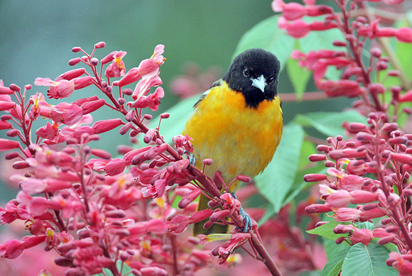 Baltimore Oriole (Icterus galbula) male