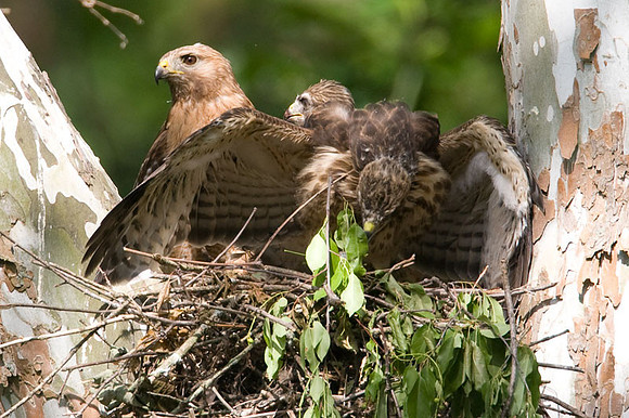 Red-shouldered Hawk (Buteo lineatus) adult and juvenile