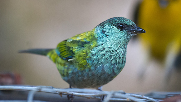 Black-capped Tanager (Tangara heinei)