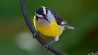 Bananaquit (Coereba flaveola)