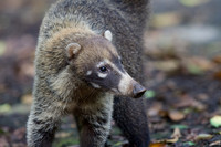 White-nosed coati (Nasua narica)