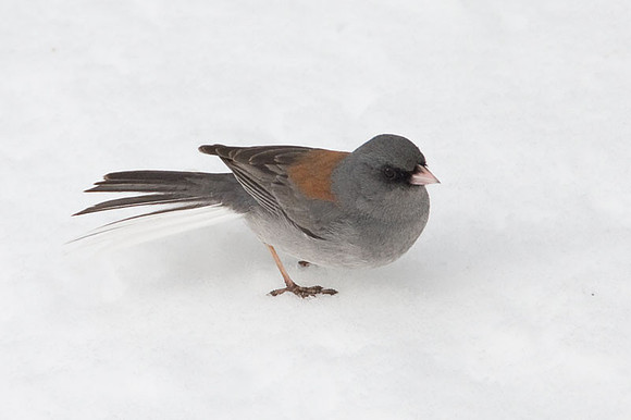 Dark-eyed Junco (Junco hyemalis)