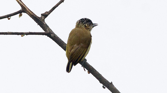 Olivaceous Piculet (Picumnus olivaceus)