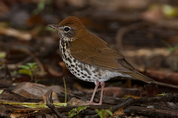 Wood Thrush (Hylocichla mustelina)