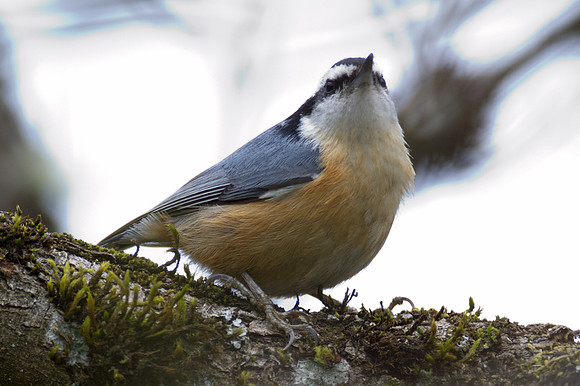 Red-breasted Nuthatch (Sitta canadensis)