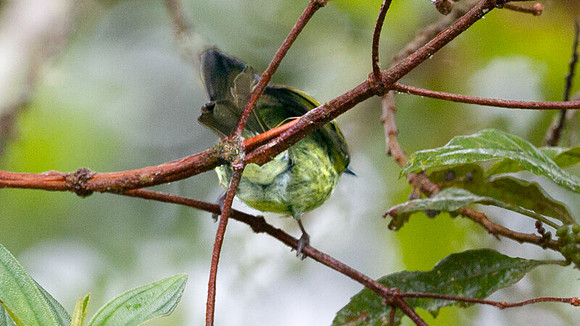 Black-crested Warbler (Basileuterus nigrocristatus)