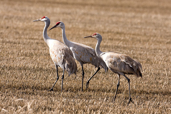 Sandhill Crane (Grus canadensis)