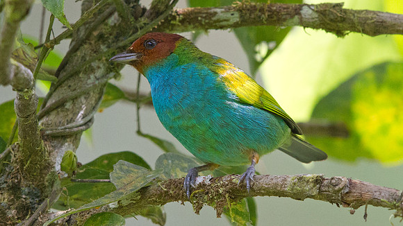 Bay-headed Tanager (Tangara gyrola)