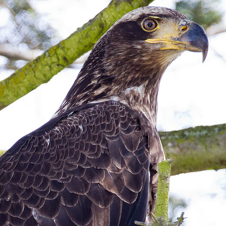 Bald Eagle (Haliaeetus leucocephalus) juvenile
