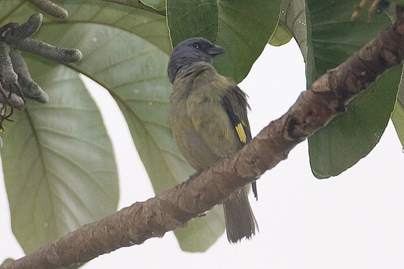 Yellow-winged Tanager (Thraupis abbas)