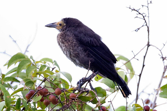 Great-tailed Grackle (Quiscalus mexicanus) juvenile