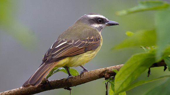 Golden-crowned Flycatcher (Myiodynastes chrysocephalus)