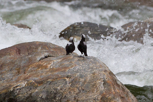White-capped Dipper (Cinclus leucocephalus)