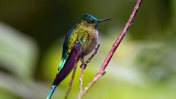 Long-tailed Sylph (Aglaiocercus kingi)