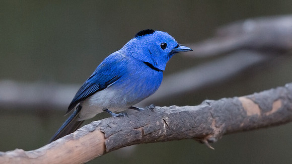 Black-naped monarch (Hypothymis azurea) Male