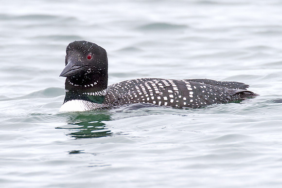 Great Northern Loon (Gavia immer) also known as Common Loon or Great Northern Diver