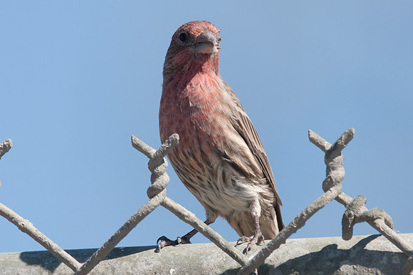 House Finch (Carpodacus mexicanus)