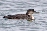 Great Northern Loon (Gavia immer) also known as Common Loon or Great Northern Diver