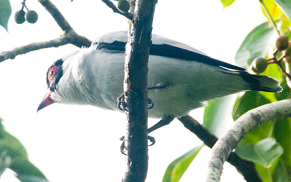 Masked Tityra (Tityra semifasciata) male